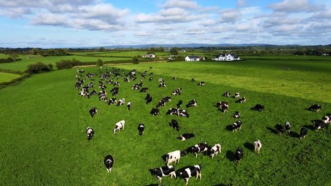 Aerial view over the farm landscape with cows grazing on a green meadow. Cows on pasture. Herd of dairy cattle grazing fresh green grass on the field.
