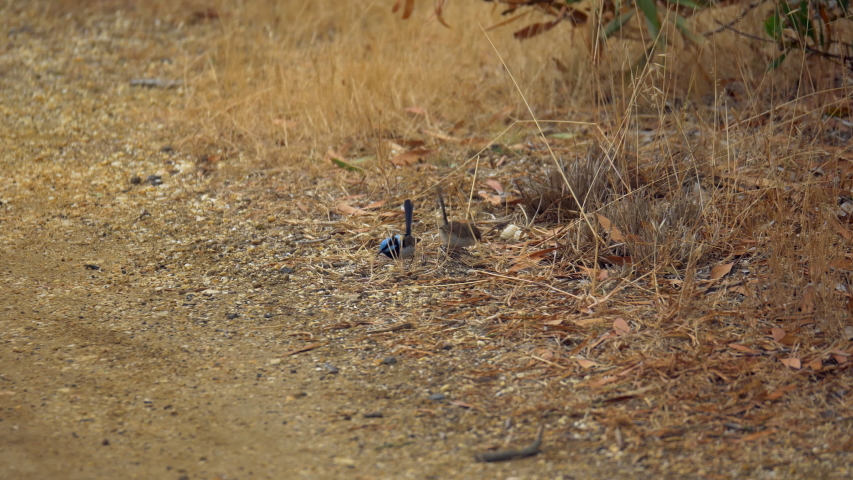 Striking Male Superb Fairywren Feeding It’s Young On The Dry Grass