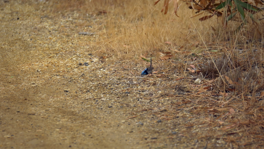 Superb Fairywren Feeding It’s Young On The Ground