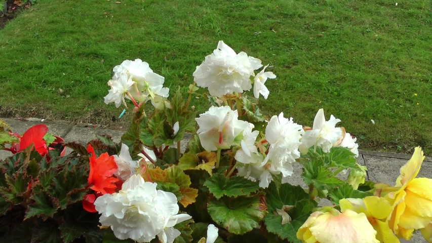 Covid 19 and vulnerable old people, A senior man wears a face mask. He looks out of his care, nursing home window. He is in self isolation from the coronavirus pandemic. Stay safe, stay at home. UK