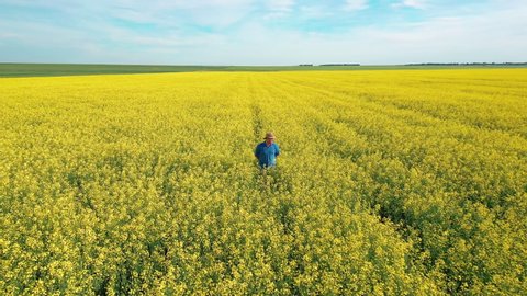 Young male Caucasian farmer and agronomist walking in vast tall yellow canola field row on sunny day, Saskatchewan, Canada, overhead rising aerial pull back