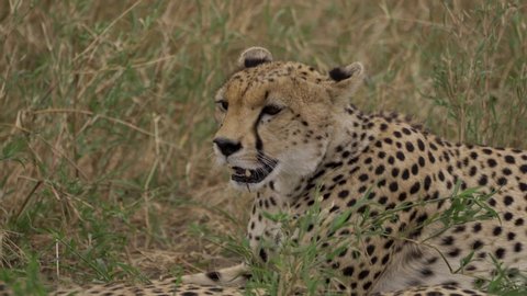 CU cheetah resting in the grass, flies harass her Acinonyx jubatus