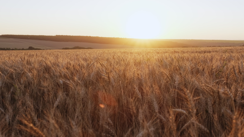 Golden spikelets of wheat field move slow motion from light breeze against the backdrop of bright orange sunset in summer. Wheat agricultural field panorama. Nature. Lens flares Royalty-Free Stock Footage #1057915000