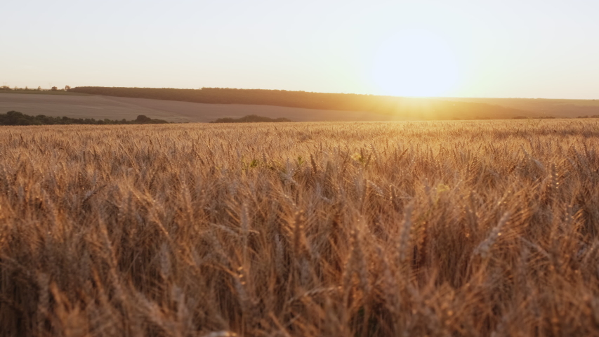 Golden spikelets of wheat field move slow motion from light breeze against the backdrop of bright orange sunset in summer. Wheat agricultural field panorama. Nature. Lens flares
