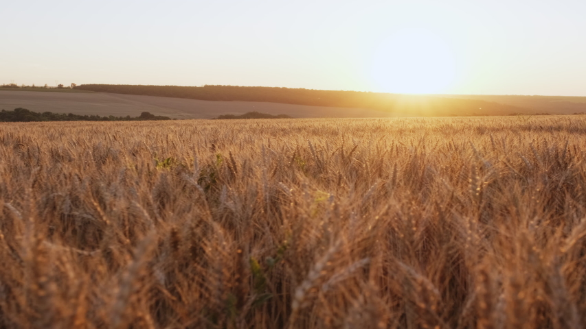 Golden spikelets of wheat field move slow motion from light breeze against the backdrop of bright orange sunset in summer. Wheat agricultural field panorama. Nature. Lens flares | Shutterstock HD Video #1057915000