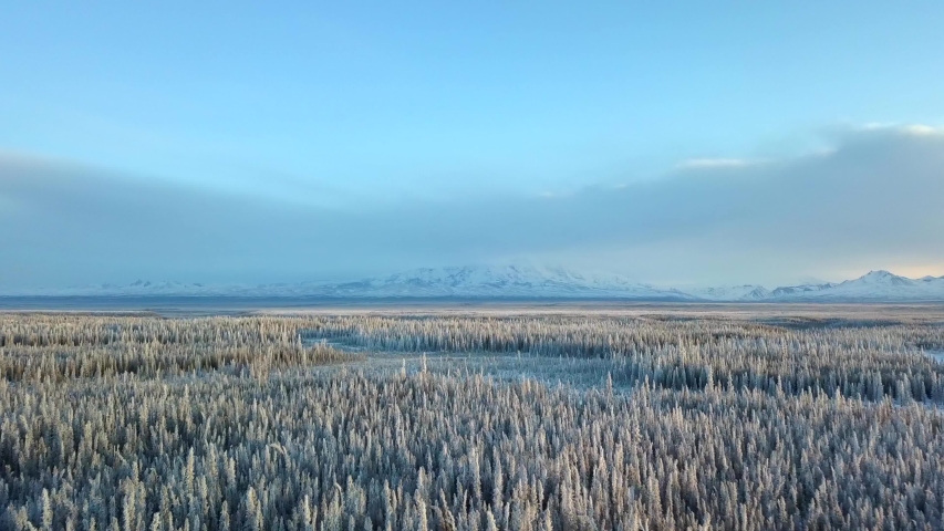 Aerial, tilt, drone shot, over snow covered forest, at sunset, on a cold and sunny, winter evening, in Gakona, Alaska, USA