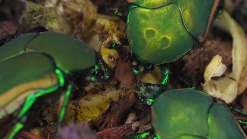 This close up video shows a group of fig eater beetle (Cotinis mutabilis) insects devouring a rotten fruit.