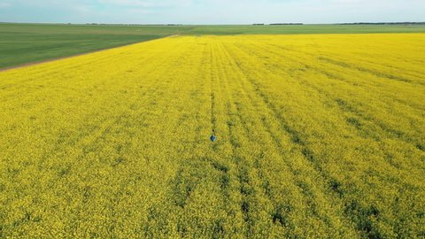 Farmer inspecting his crops of Rapeseed Canola oil. Saskatchewan Canada drone aerial pull out shot.