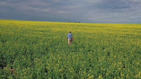 Agronomist, Farmer visually inspecting his crops near Saskatchewan Canada. Drone point of interest shot.