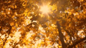 Shining sun through a golden autumn tree leaves and birds whistle