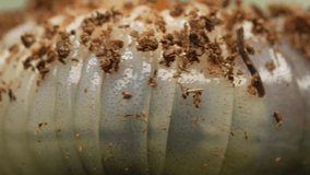 This close up, macro video shows a detailed view of a undulating grub larvae in dirt.