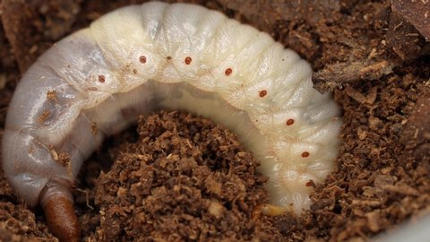 This closeup video shows a large L2  Allomy dichotoma beetle larvae grub defecating as it undulates above the dirt.