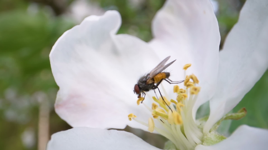 The small fly on top of the white flowers