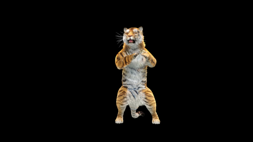 Tiger Dancing, 3d rendering, animal realistic, cartoon, Animation Loop,  Included in the end of the clip with Luma matte. | Shutterstock HD Video #1057923010