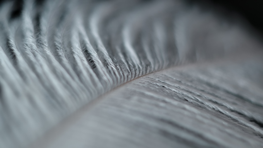 Slow motion feather background. Macro. Close up. White fluff in black background | Shutterstock HD Video #1057923034
