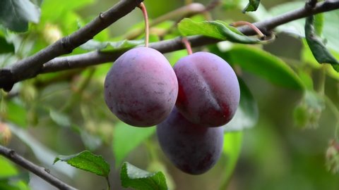 Close up of the plums ripe on branch. Ripe plums on a tree branch in the orchard. View of fresh organic fruits with green leaves on plum tree branch in the fruit garden.