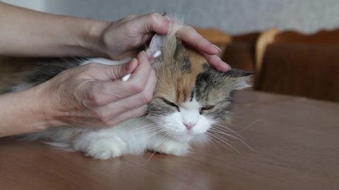 The veterinarian is cleaning the cat's ears. woman cleans cat ears with a cotton swab. Close-up veterinarian cleans the cat's ears with a cotton swab.
