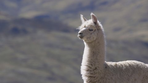A close up of an alpaca standing alone in the Peruvian Andes. Close up, the alpaca is in focus and the mountains in the background are blurred. The alpaca looks at the camera,