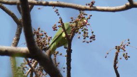 Green parrot in tree UHD MP4 4k .