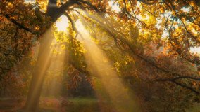 Autumn in full swing. Sun rays emerging though the orange autumn tree branches. Autumn forest early in the morning. Sunbeams illuminating oak tree. High quality shot - Powered by Shutterstock - Get 15% off with code: PIKWIZARD15