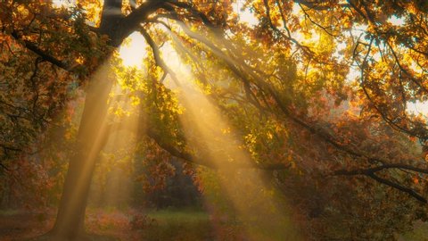 Autumn in full swing. Sun rays emerging though the orange autumn tree branches. Autumn forest early in the morning. Sunbeams illuminating oak tree. High quality shot