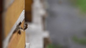 Slow motion of Bees getting inside the small hole of the wall going back and forth stock Video Footage. 