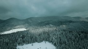 Winter forest snow Norway pine trees landscape drone shooting 4K video.