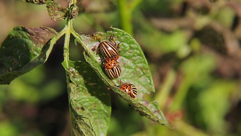 The Colorado potato beetle, a pest on potato tops, eats leaves and lays the larvae