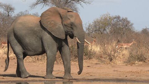 A young elephant bull shaking his head at a herd of passing impala in Africa. A head shake is the elephants way of using body language to give a warning to intimidate others.