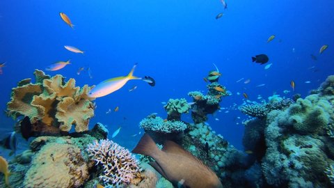 Coral Garden with Underwater Vibrant Fish. Tropical fish reef marine. Soft-hard corals seascape. Vibrant coral garden. Reef coral scene. 