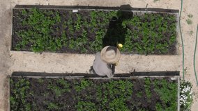 male farmer working watering plants growing in garden, aerial view. Harvest bio products fresh vegetables. organic farming, agriculture. small local produce, irrigation. authentic real video
