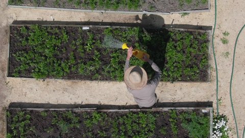 male farmer working watering plants growing in garden, aerial view. Harvest bio products fresh vegetables. organic farming, agriculture. small local produce, irrigation. authentic real video