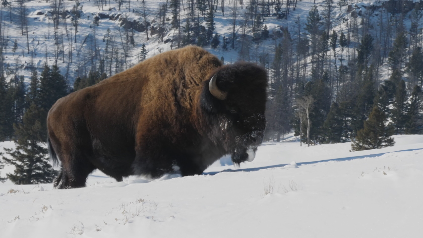 High frame rate tracking clip of a bison walking in snow at yellowstone national park in wyoming, usa