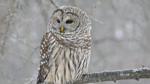 Superb barred owl wild specimen showing talons when taking off in closeup