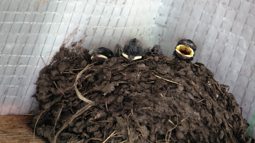 Three hungry swallow Chicks with open beaks sit in a clay nest under the roof of the building. Young Swifts require food. The concept of wild nature