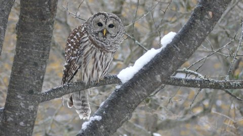 Spectacular barred owl bird shaking off tiny droplets in wild winter of Canada