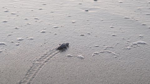 A hatchling newborn sea turtle leaves a trail in the sand as it successfully reaches the ocean for the first time.