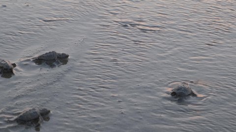 Baby Carreta Caretta Loggerhead turtles making it to the water for the first time as a wave washes over them on the shore.