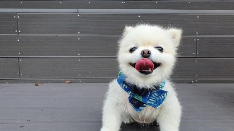 A cute puppy playing fun
