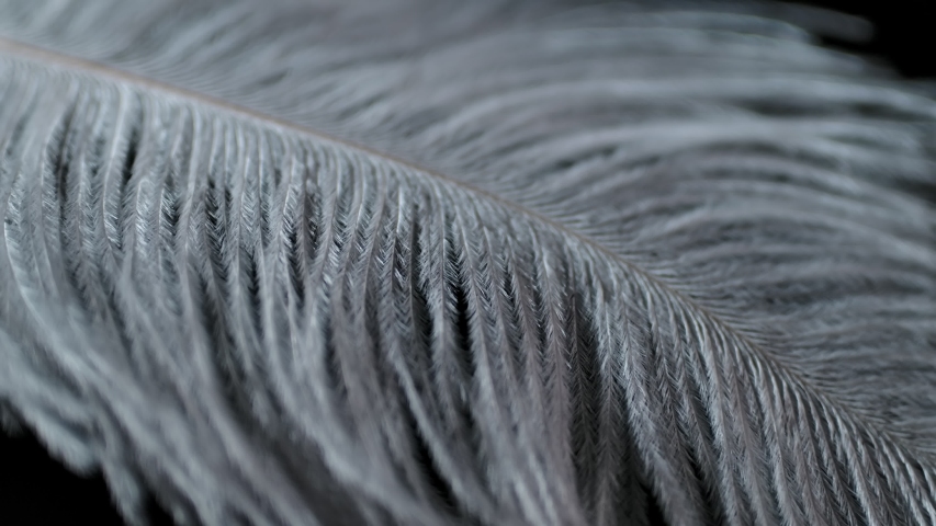 Slow motion feather background. Macro. Close up. White fluff in black background | Shutterstock HD Video #1057945561