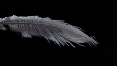 Slow motion feather background. Macro. Close up. White fluff in black background
