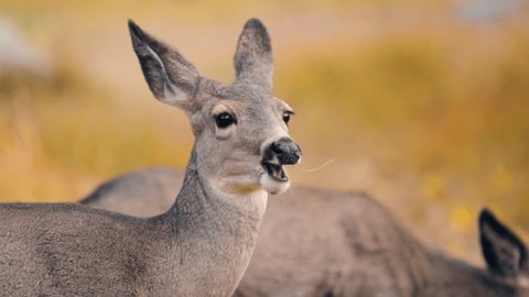 Download Baby Deer Stock Video Footage 4k And Hd Video Clips Shutterstock