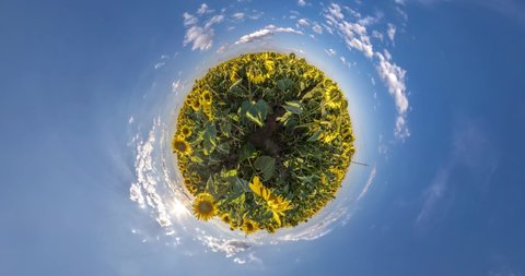 little planet revolves among blue sky in field of sunflowers in sunny day. Little planet transformation with curvature of space. loop rotate