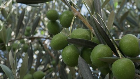 Motion shot of approach to group of green olives in the olive tree. Shallow depth of field. Handheld
