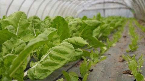 Close up shot of leaf vegetables at different stages of growth in greenhouse