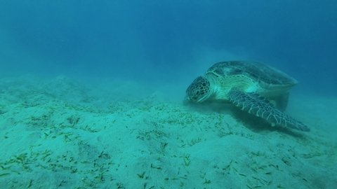 Great Green Sea Turtle (Chelonia mydas) with Golden Trevally fish (Gnathanodon speciosus) eats green sea grass on sandy bottom. Red Sea, Egypt