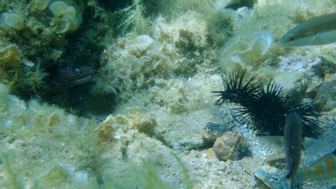 Close up of Mediterranean moray (Muraena helena) and Wrasses fish of different species eating injured Purple sea urchins (Paracentrotus lividus) 4K - 60 fps. Adriatic Sea, Montenegro, Europe