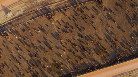 Aerial zoom out circular view of a large cattle feedlot. Livestock are responsible for about 14.5 percent of global greenhouse gas emissions and are a major contributor to climate change