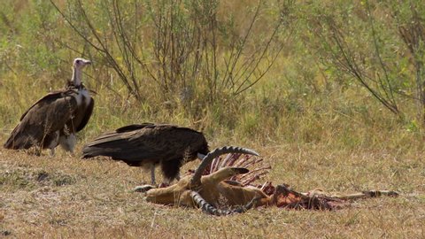 A wide shot of four Hooded vultures feeding on the left-overs of a male Impala carcass.