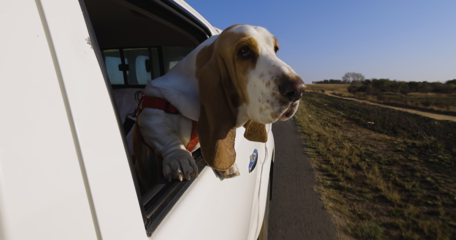 Slow motion view of a Funny Basset hound dog with flapping ears enjoying a ride and looking out a car window.fun.adventure.enjoyment.Man's best friend Royalty-Free Stock Footage #1057957570
